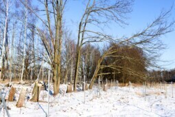 Vergrößern Zukünftige dichte Heckenstruktur für die Sperbergrasmücke und weitere Heckenbrüter