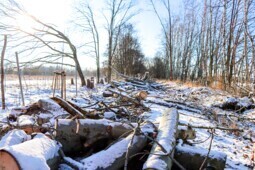 Vergrößern Totholzstrukturen als ökologische Aufwertungsmaßnahme auf der alten Bahnstrecke
